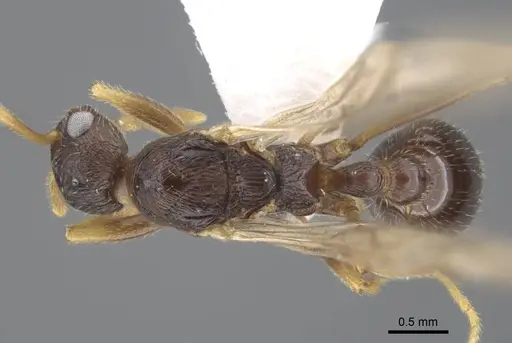 Myrmica xavieri - CASENT0917525