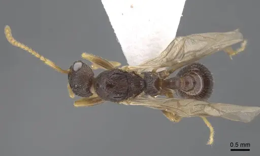 Myrmica xavieri - CASENT0917525