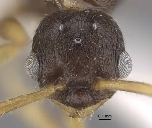 Myrmica xavieri - CASENT0917525