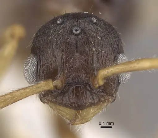 Myrmica xavieri - CASENT0917525