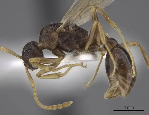 Myrmica xavieri - CASENT0917525