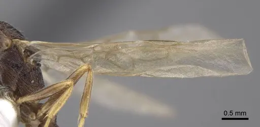 Myrmica xavieri - CASENT0917525