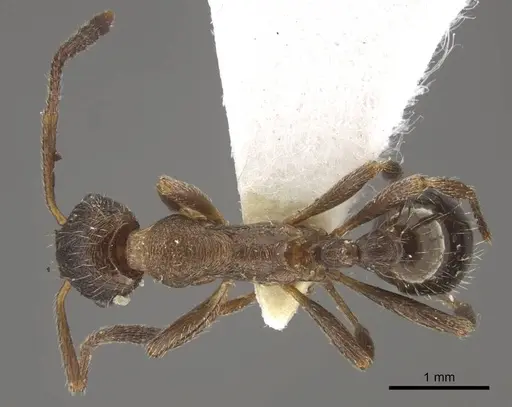 Myrmica yunnanensis specimen