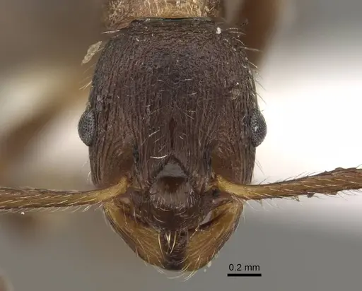 Myrmica yunnanensis specimen