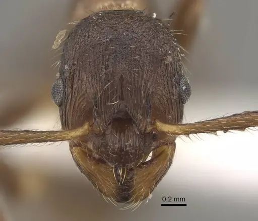 Myrmica yunnanensis specimen