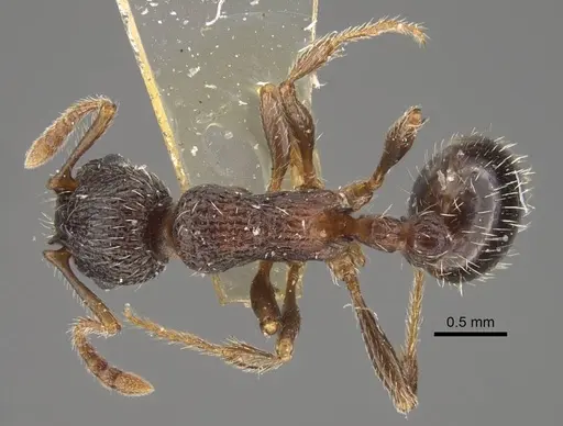 Myrmica zojae specimen