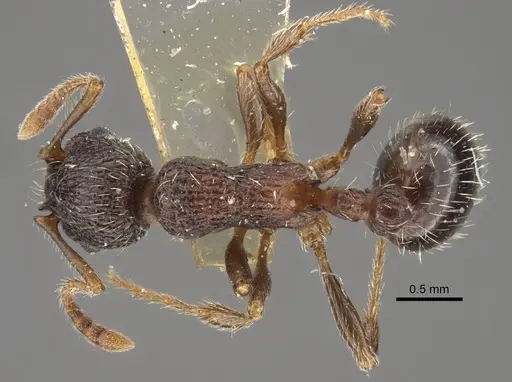 Myrmica zojae specimen