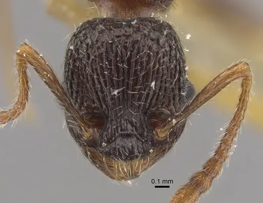 Myrmica zojae specimen