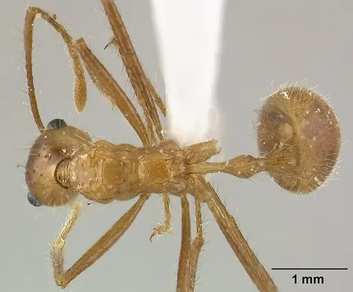 Myrmicaria adpressipilosa specimen