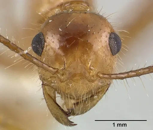 Myrmicaria adpressipilosa specimen