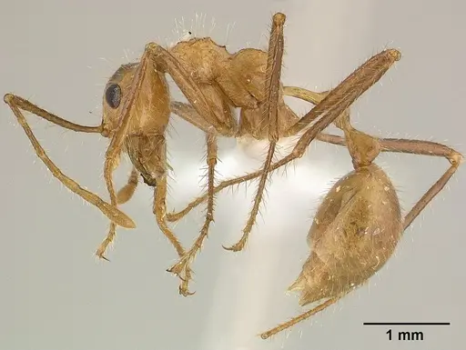 Myrmicaria adpressipilosa specimen