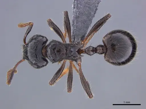 Myrmicaria anomala specimen