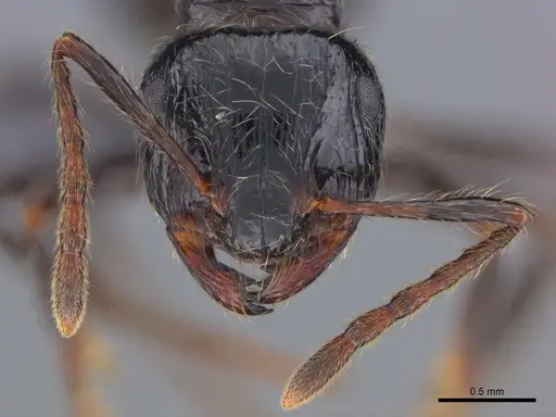 Myrmicaria anomala specimen