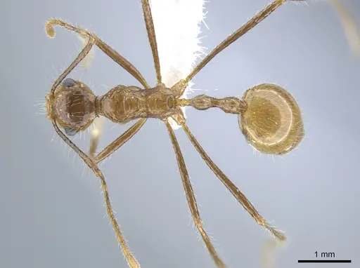 Myrmicaria arachnoides specimen