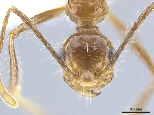 Myrmicaria arachnoides specimen