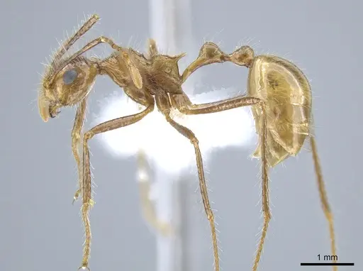 Myrmicaria arachnoides specimen