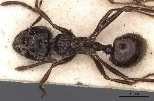 Myrmicaria basutorum specimen