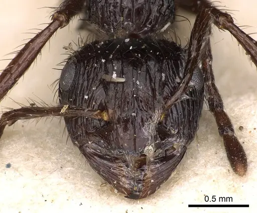 Myrmicaria basutorum specimen