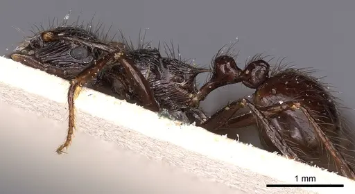 Myrmicaria basutorum specimen