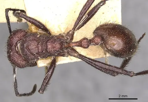 Myrmicaria baumi specimen