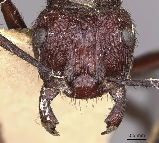 Myrmicaria baumi specimen