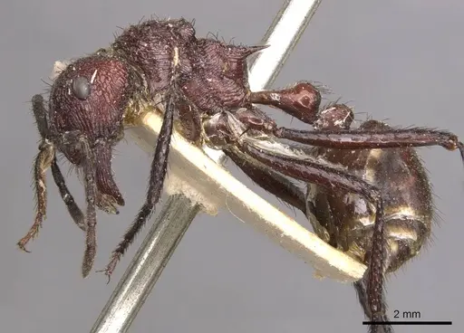 Myrmicaria baumi specimen