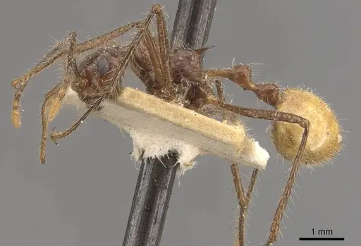 Myrmicaria birmana specimen