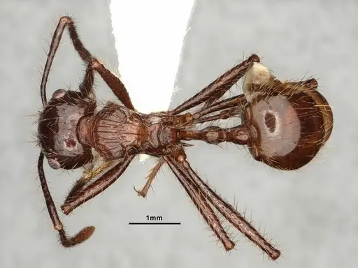 Myrmicaria brunnea specimen