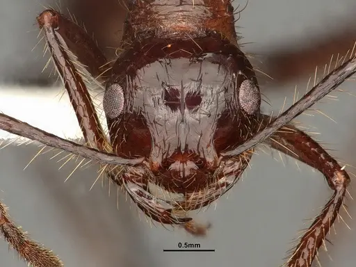 Myrmicaria brunnea specimen