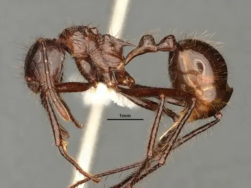 Myrmicaria brunnea specimen