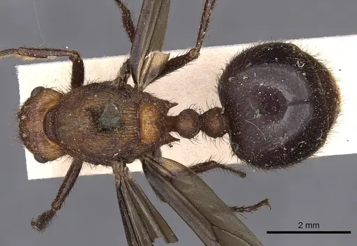 Myrmicaria brunnea - CASENT0900498