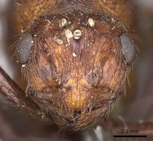 Myrmicaria brunnea - CASENT0900498