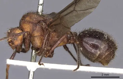 Myrmicaria brunnea - CASENT0900498