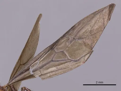 Myrmicaria brunnea - CASENT0900498