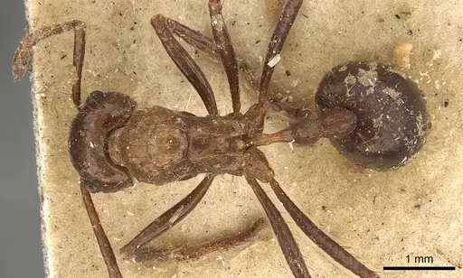 Myrmicaria brunnea - CASENT0901426