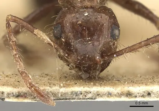 Myrmicaria brunnea - CASENT0901426