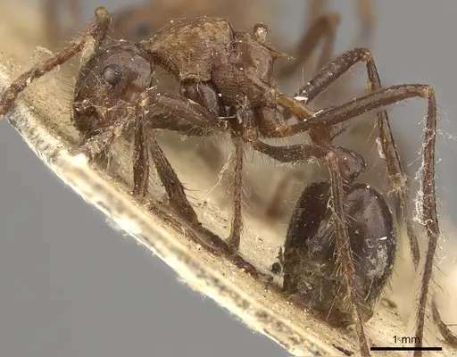 Myrmicaria brunnea - CASENT0901426