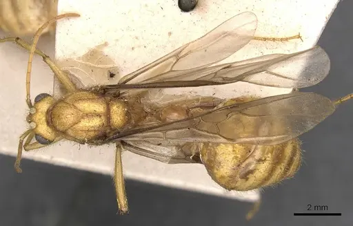 Myrmicaria brunnea - CASENT0908330