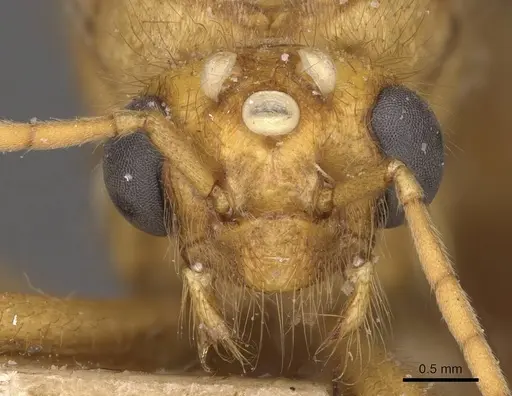 Myrmicaria brunnea - CASENT0908330