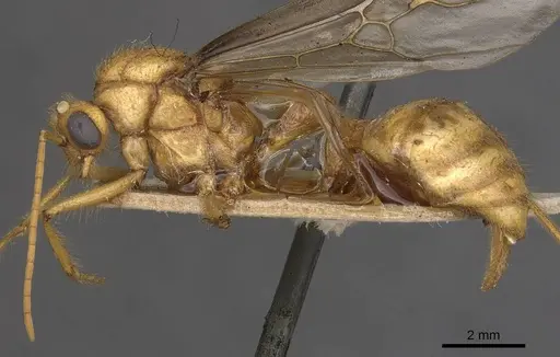 Myrmicaria brunnea - CASENT0908330