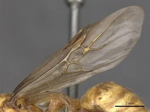 Myrmicaria brunnea - CASENT0908330