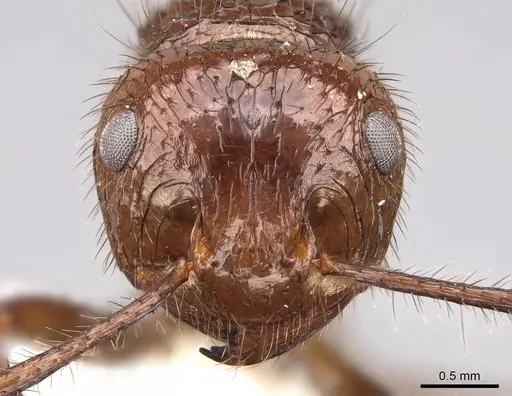 Myrmicaria brunnea - CASENT0923004