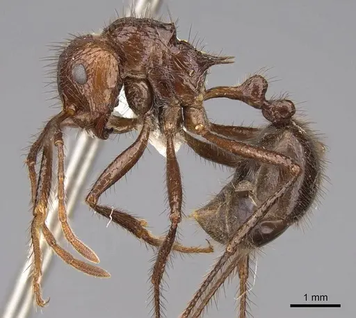 Myrmicaria brunnea - CASENT0923004