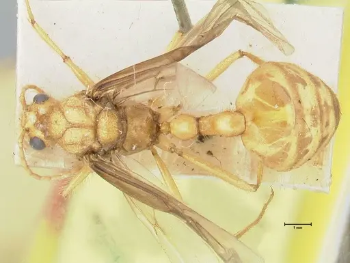 Myrmicaria brunnea - FOCOL1595