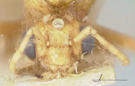 Myrmicaria brunnea - FOCOL1595