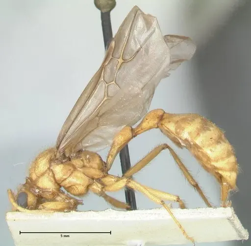 Myrmicaria brunnea - FOCOL1595