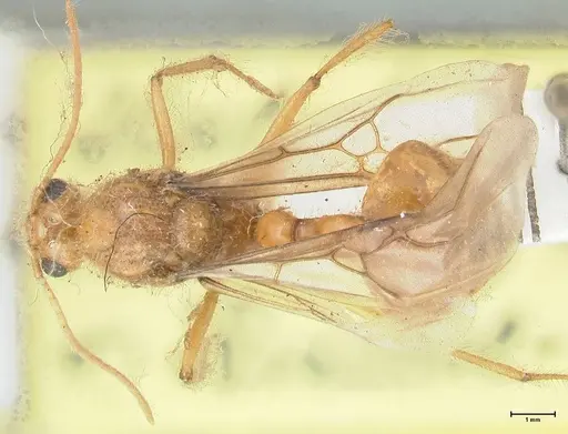 Myrmicaria brunnea - FOCOL1596