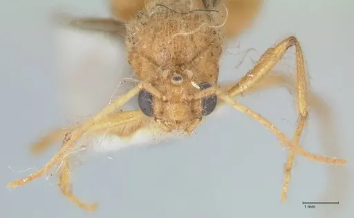 Myrmicaria brunnea - FOCOL1596