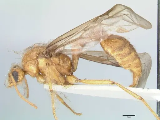 Myrmicaria brunnea - FOCOL1596