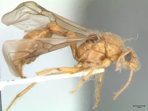 Myrmicaria brunnea - FOCOL1596